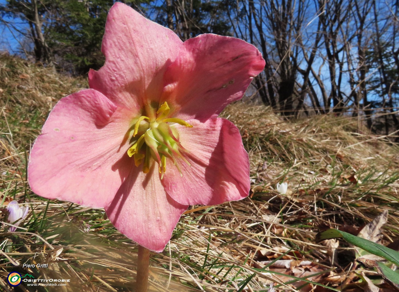 53 Helleborus niger (Ellebori) verso la fruttescenza.JPG